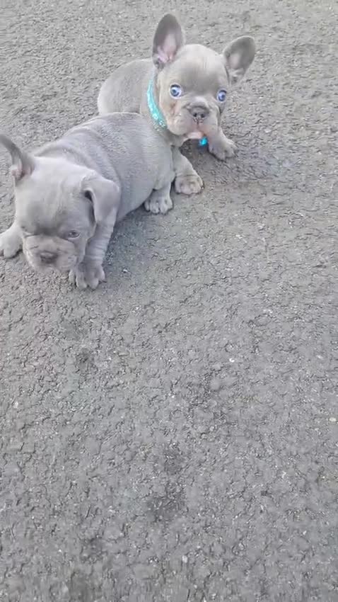 French Bulldog dogs for sale: French bulldog puppies - Video 2