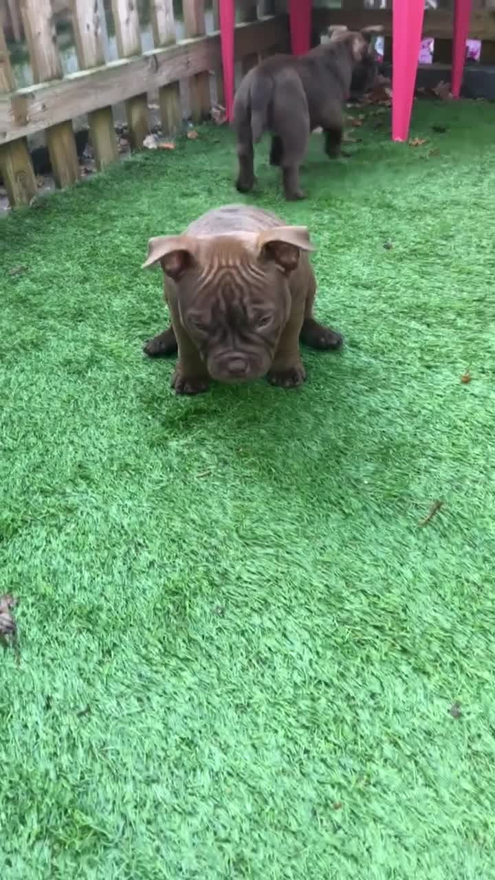 American Bully dogs for sale: Micro Exotic Bully ABR Females - Video 2