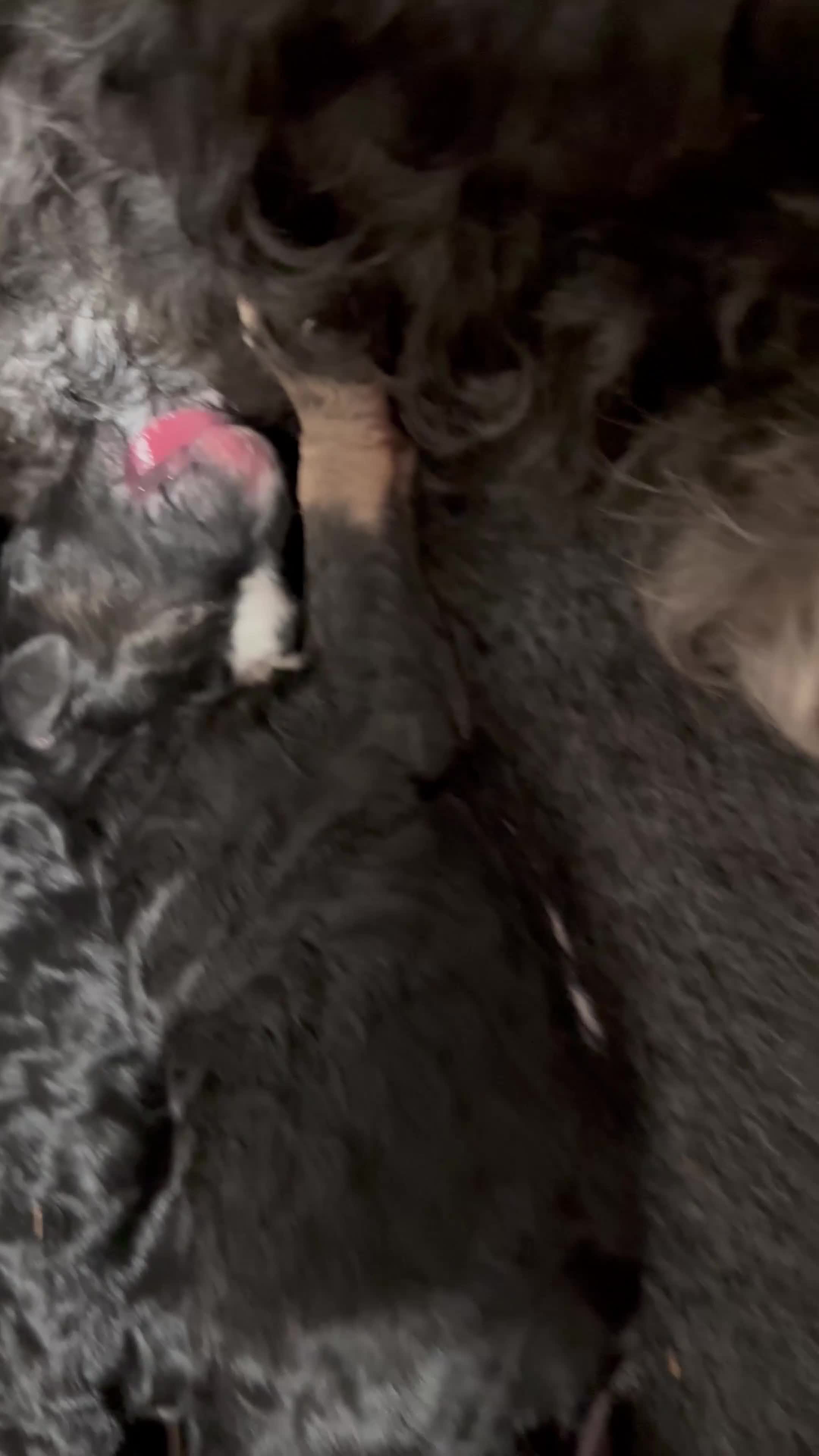 Labradoodle dogs for sale: Beautiful unique phantom/parti labradoodles in Melrose - Video 2