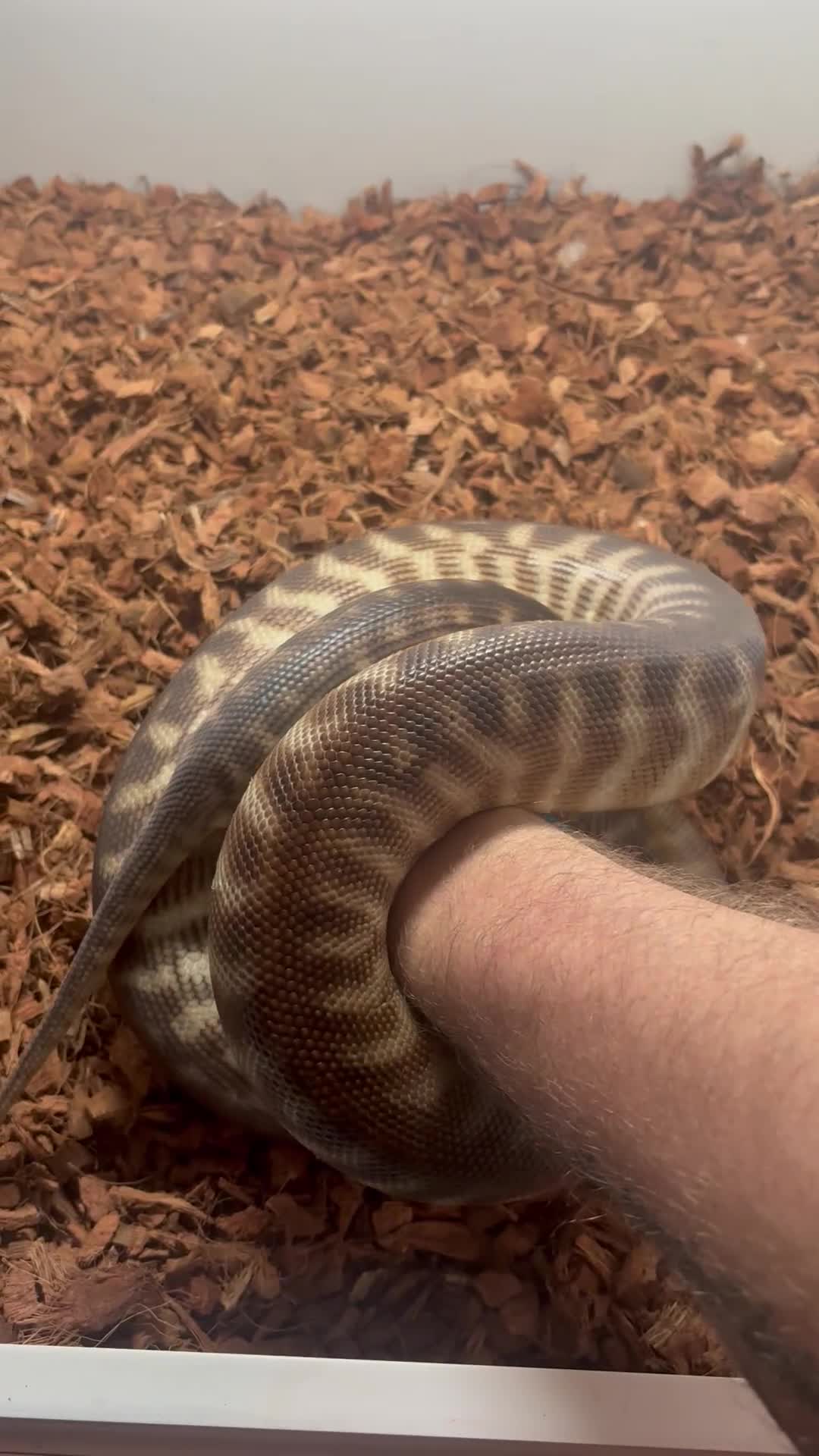 Python Snake reptiles for sale: Woma Pythons - Proven Pair - Video 1