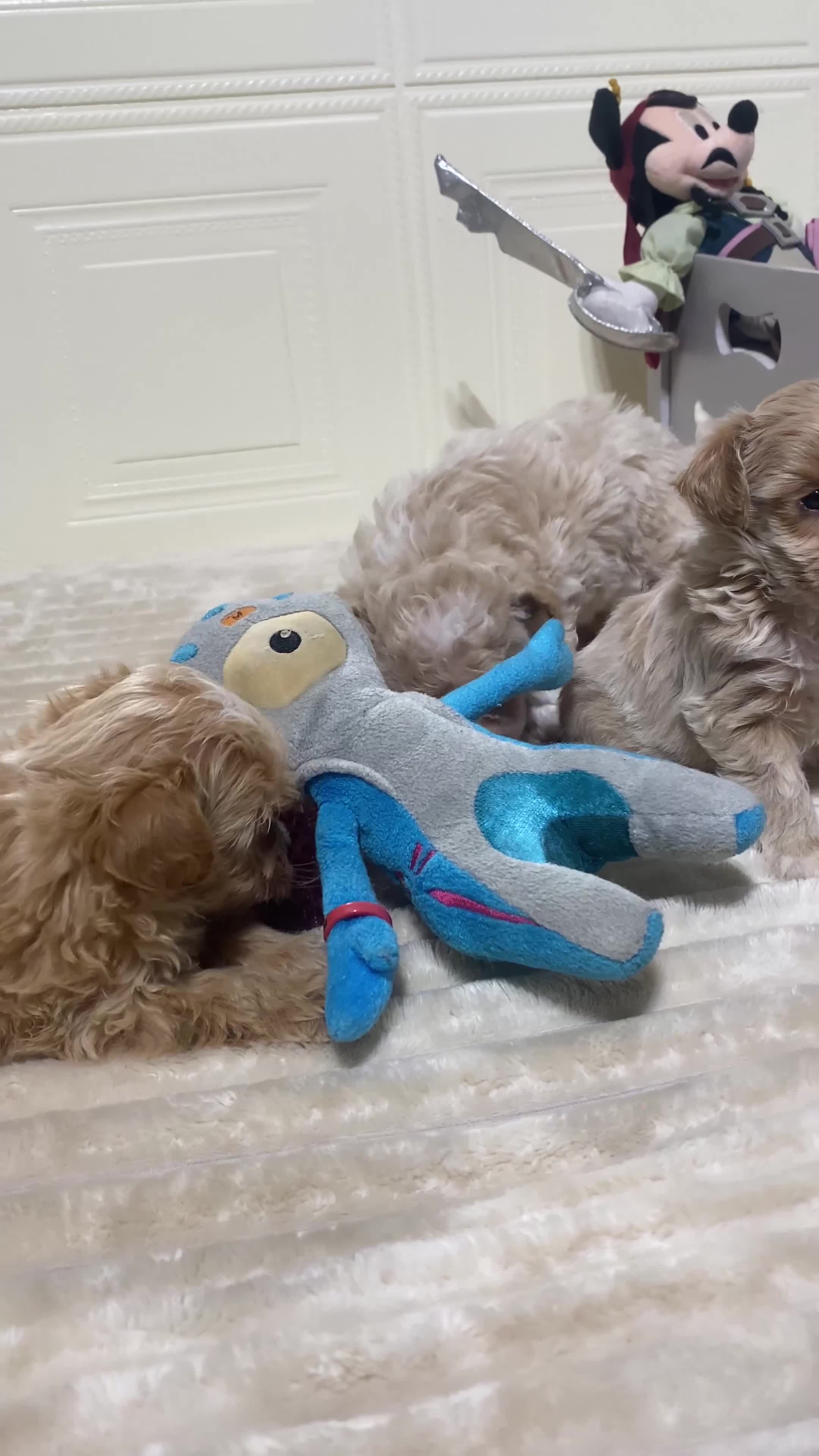 Maltipoo dogs for sale: 🩷3 Gorgeous Maltipoo Puppies🩷 - Video 1