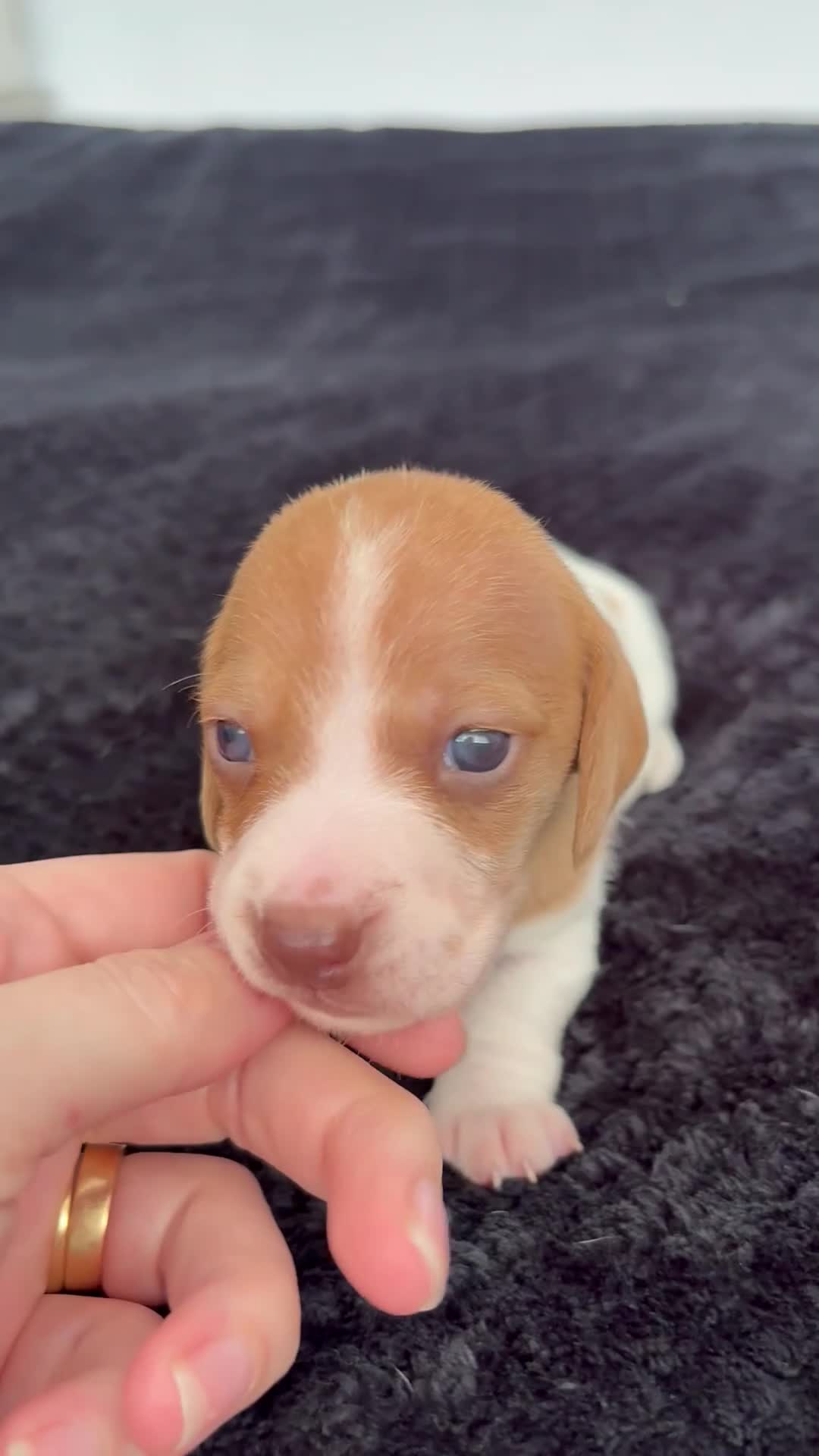 Miniature Dachshund dogs for sale: ⭐️💕miniature dachshund pups⭐️💕 - Video 2