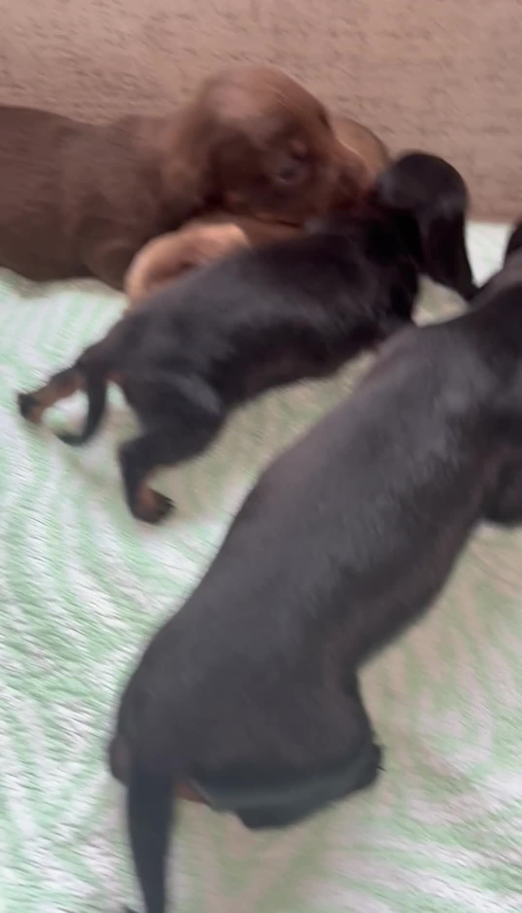 Miniature Dachshund dogs for sale: Miniature Dachshund Puppies  - Video 1