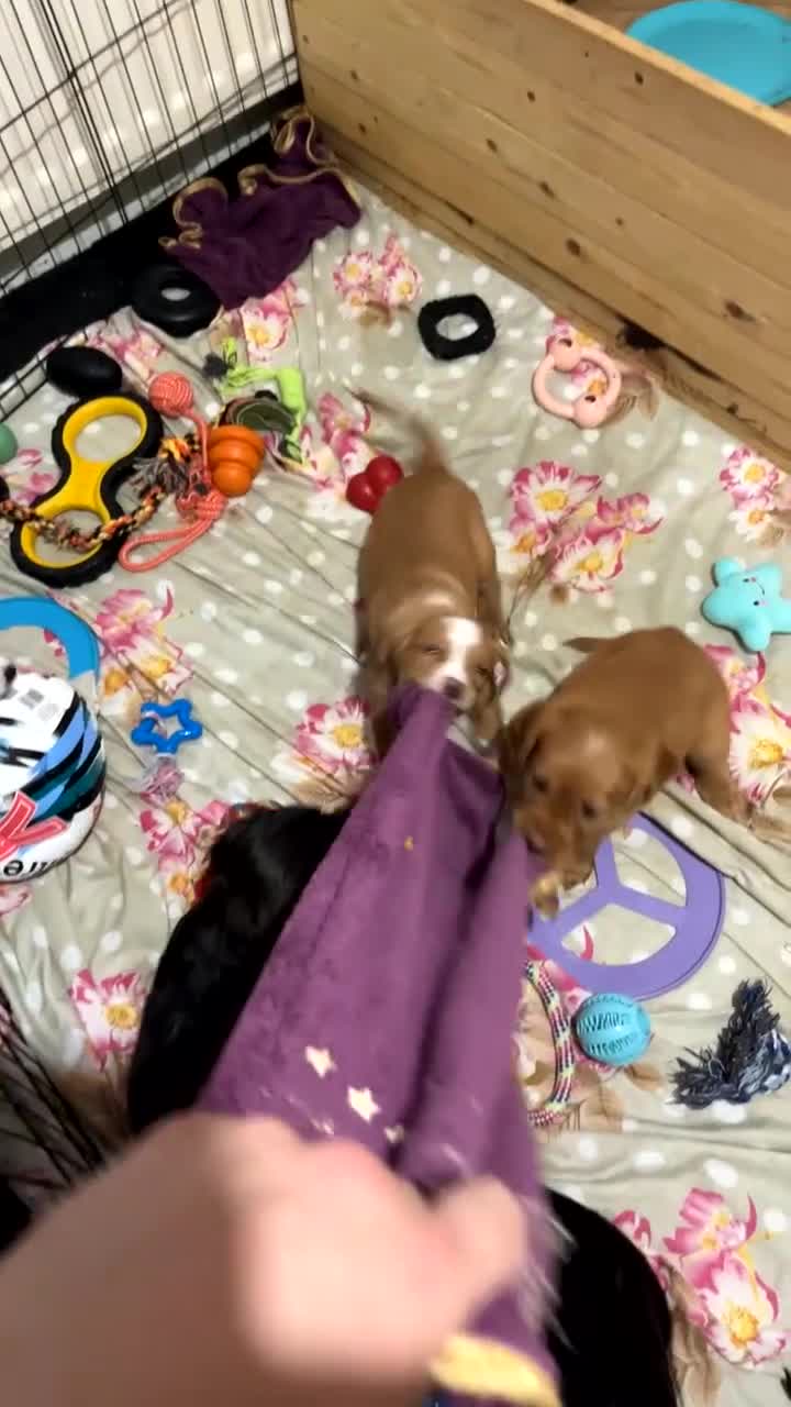 Mixed Breed dogs for sale: Beautiful Spaniel Puppies in Washington - Video 1