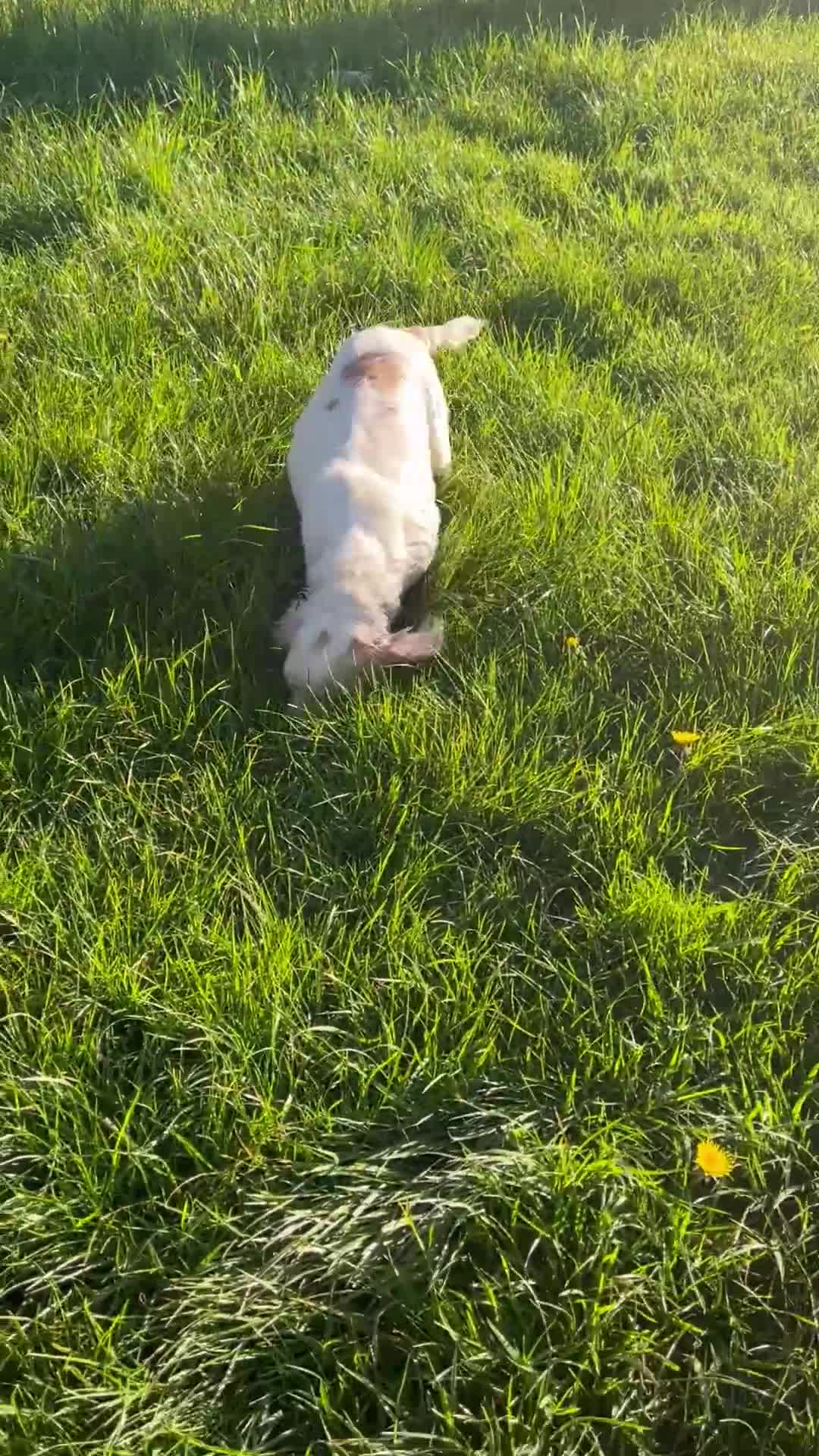 Cocker Spaniel dogs for sale: 7 Cocker Spaniel Puppies. 💙💙💙💙🩷🩷🩷 - Video 1