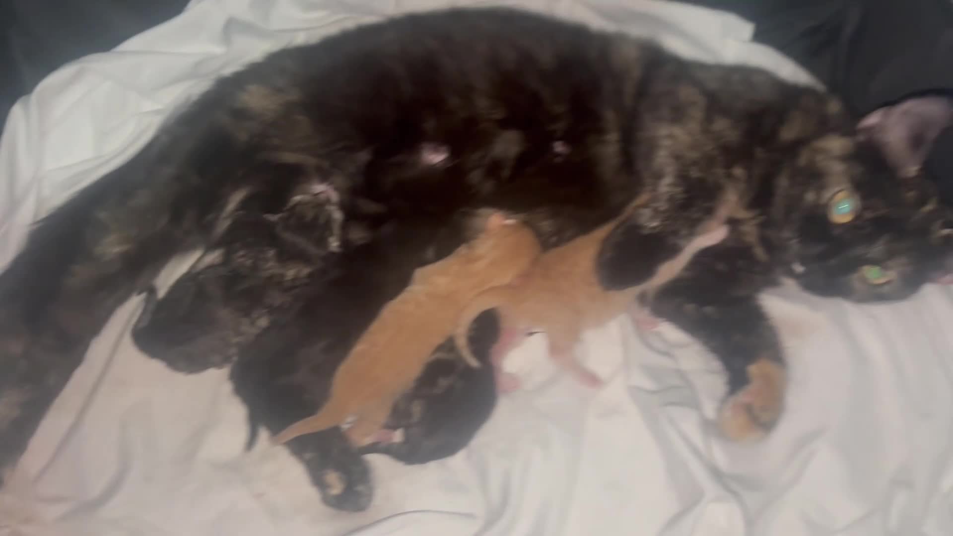 Mixed Breed cats for sale: Beautiful litter of kittens  - Video 2