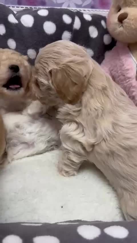 Maltipoo dogs for sale: Adorable maltipoos puppies  - Video 2