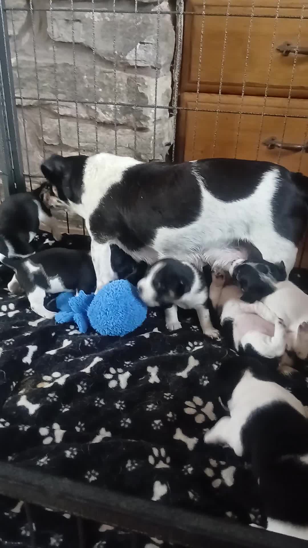 Jack Russell dogs for sale: Gorgeous Jack Russell puppies for sale - Video 3
