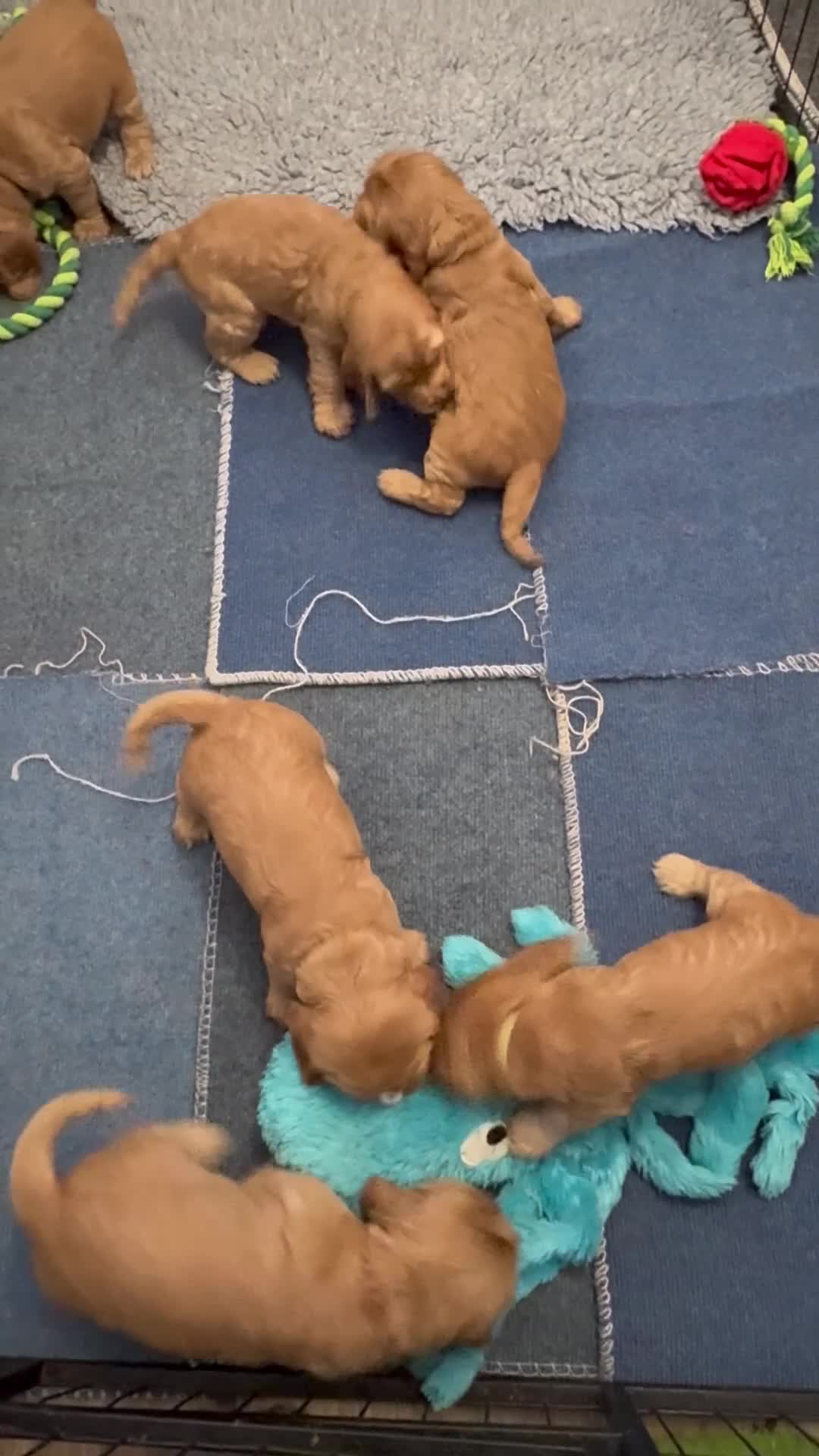 Cocker Spaniel dogs for sale: Show type cocker spaniels - Video 1