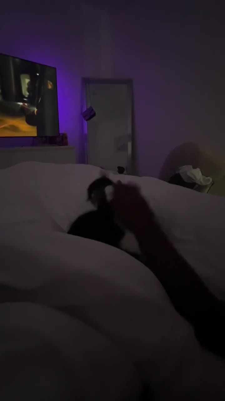 Domestic Shorthair cats for sale: Cat for sale in Manchester - Video 2