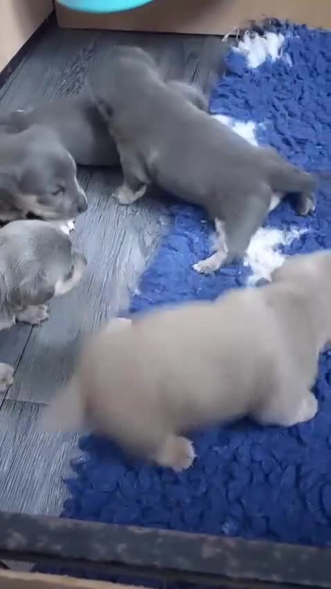 Jack Russell dogs for sale: Lilac/Blue Jack Russell puppies  in Hornchurch - Video 2