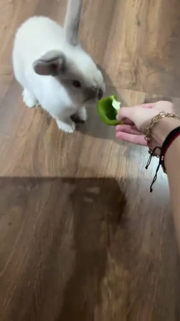 Alaska rabbits for sale: Bunny in Rainham - Video 2