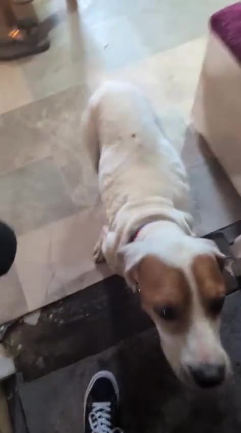 Mixed Breed dogs for adoption: Jenny , a Cyprus sweetheart ♥️  - Video 1