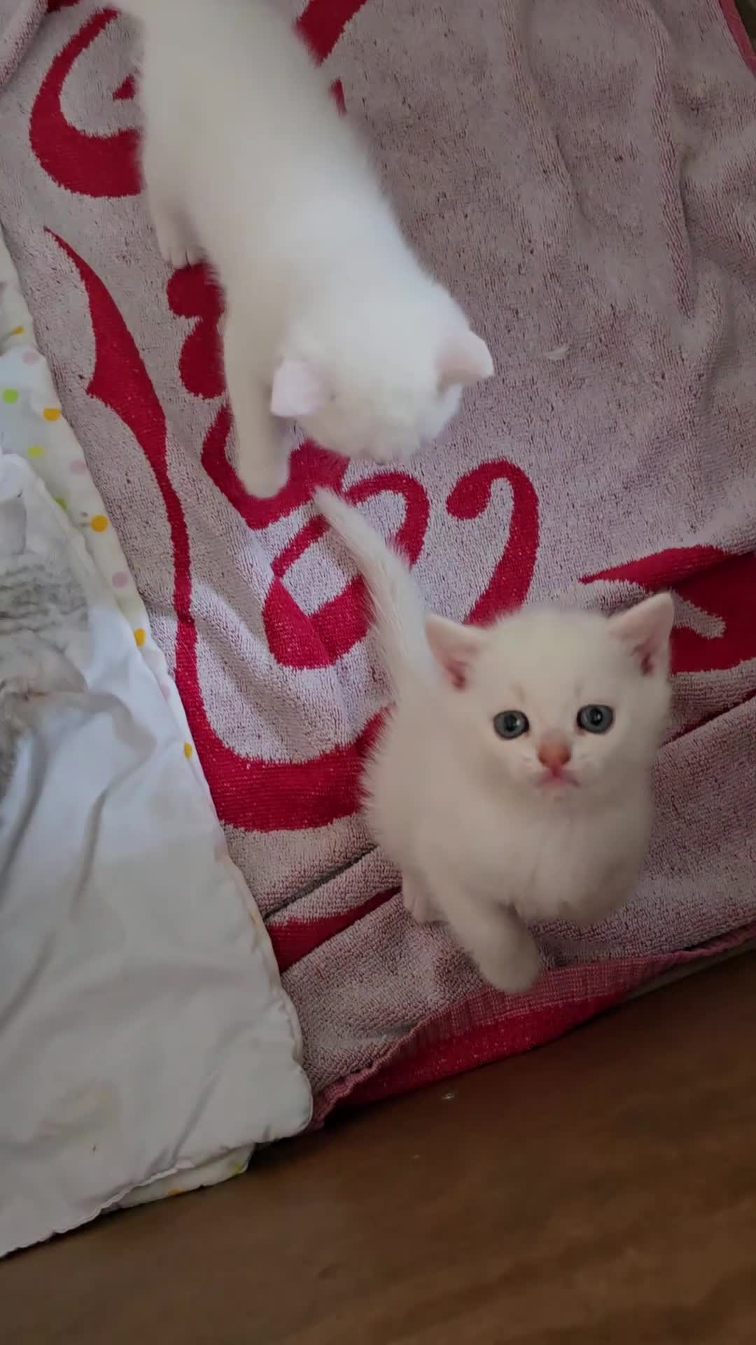 British Longhair cats for sale: Most Beautiful British Longhair Kittens - Video 2