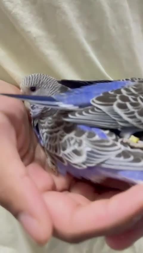 Budgerigars birds for sale: Baby split tcb/bf budgies available w/ full setup - Video 4
