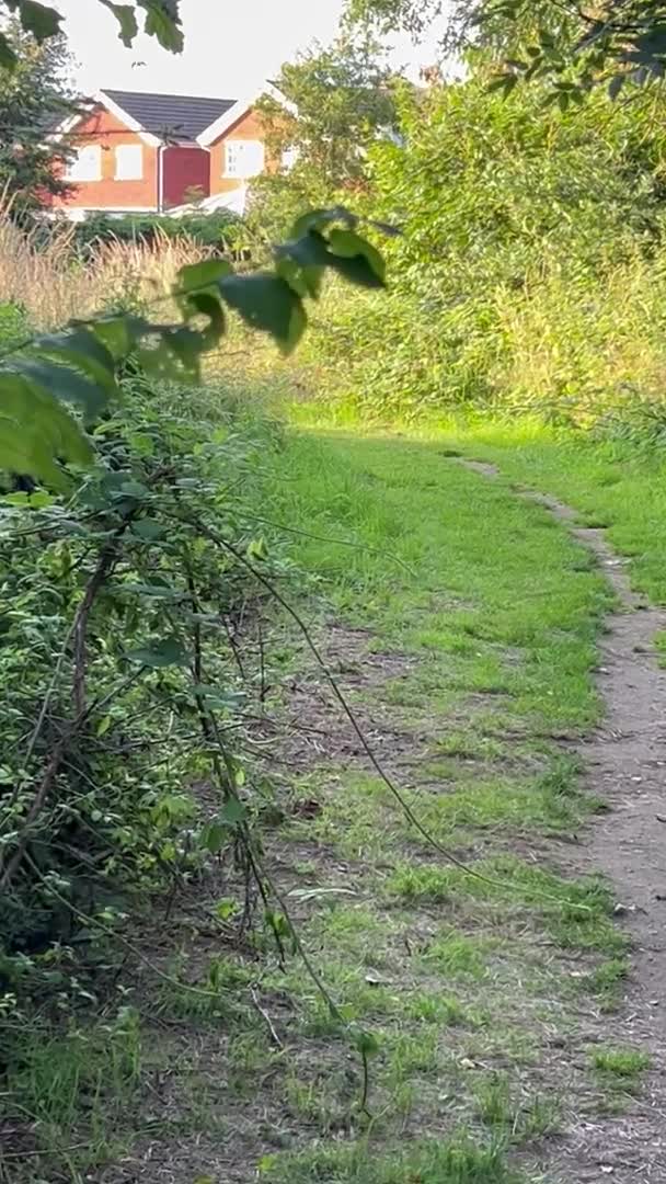 German Shepherd dogs for stud: Gorgeous German Shepherd For Stud in Kidderminster - Video 2