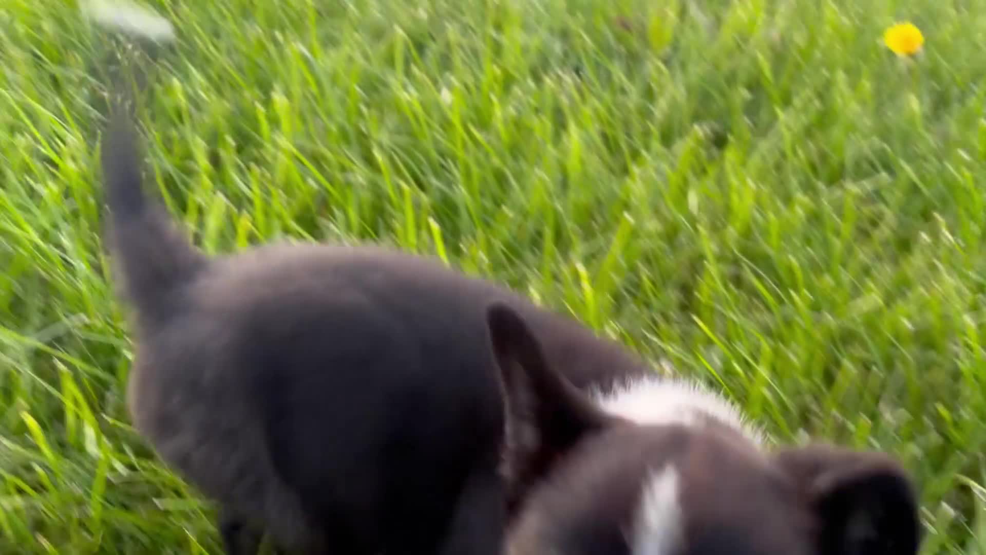 Border Collie dogs for sale: Border Collie Pups - Video 1