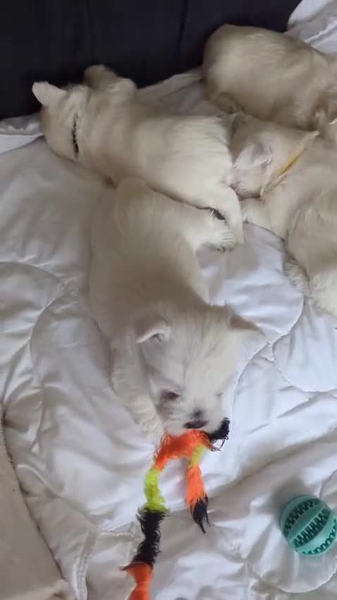 West Highland Terrier dogs for sale: Beautiful KC Registered White West HighlandTerrier in Liverpool - Video 1