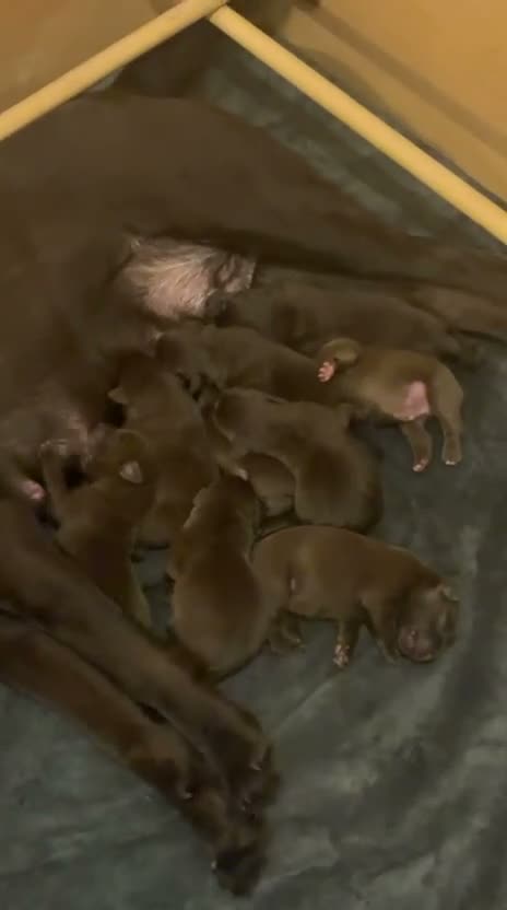 Labrador Retriever dogs for sale: Beautiful Chocolate Puppies are now ready to view. - Video 1