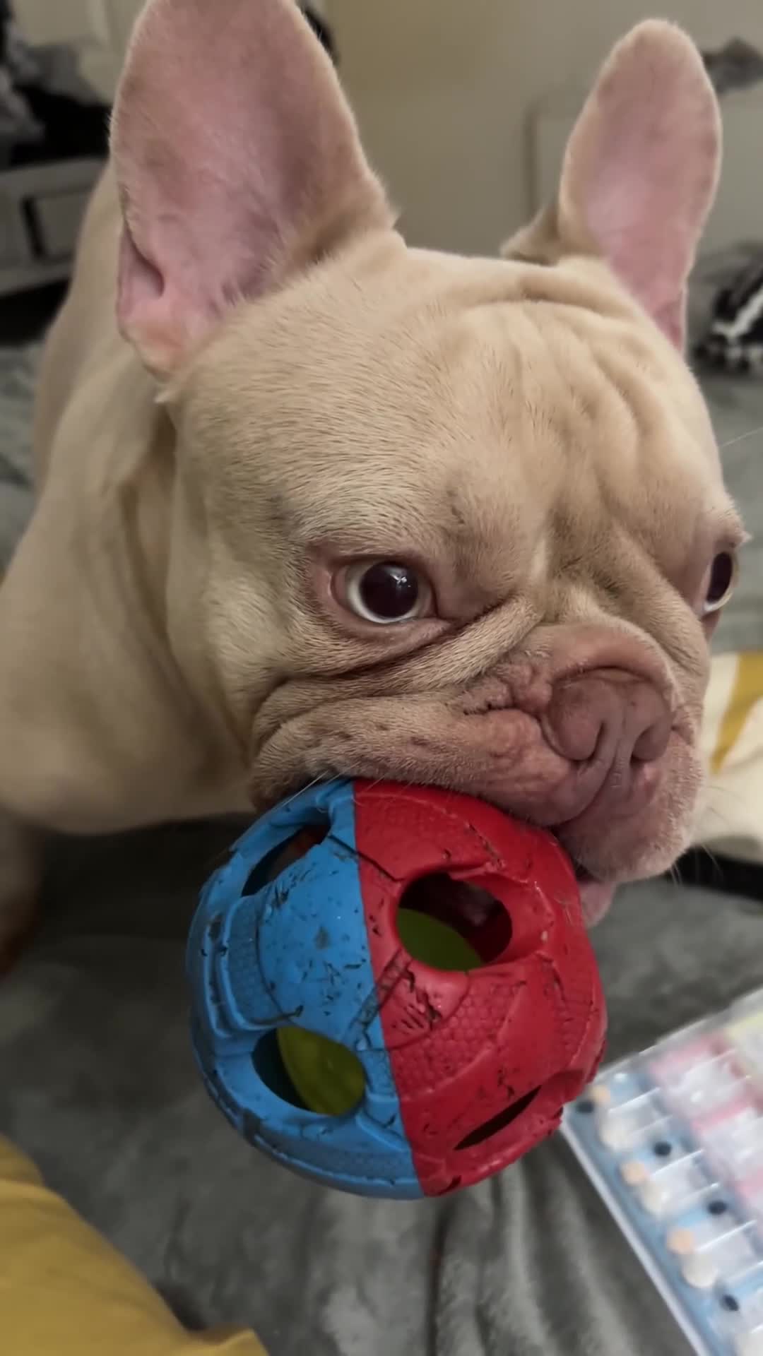 French Bulldog dogs for stud: Marley  in Solihull - Video 2