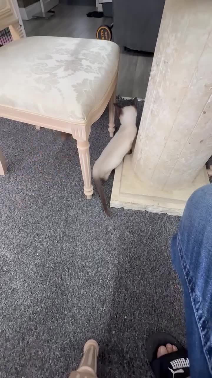 Miniature Dachshund dogs for sale: Last Longhaired miniature dachshund boy  - Video 1