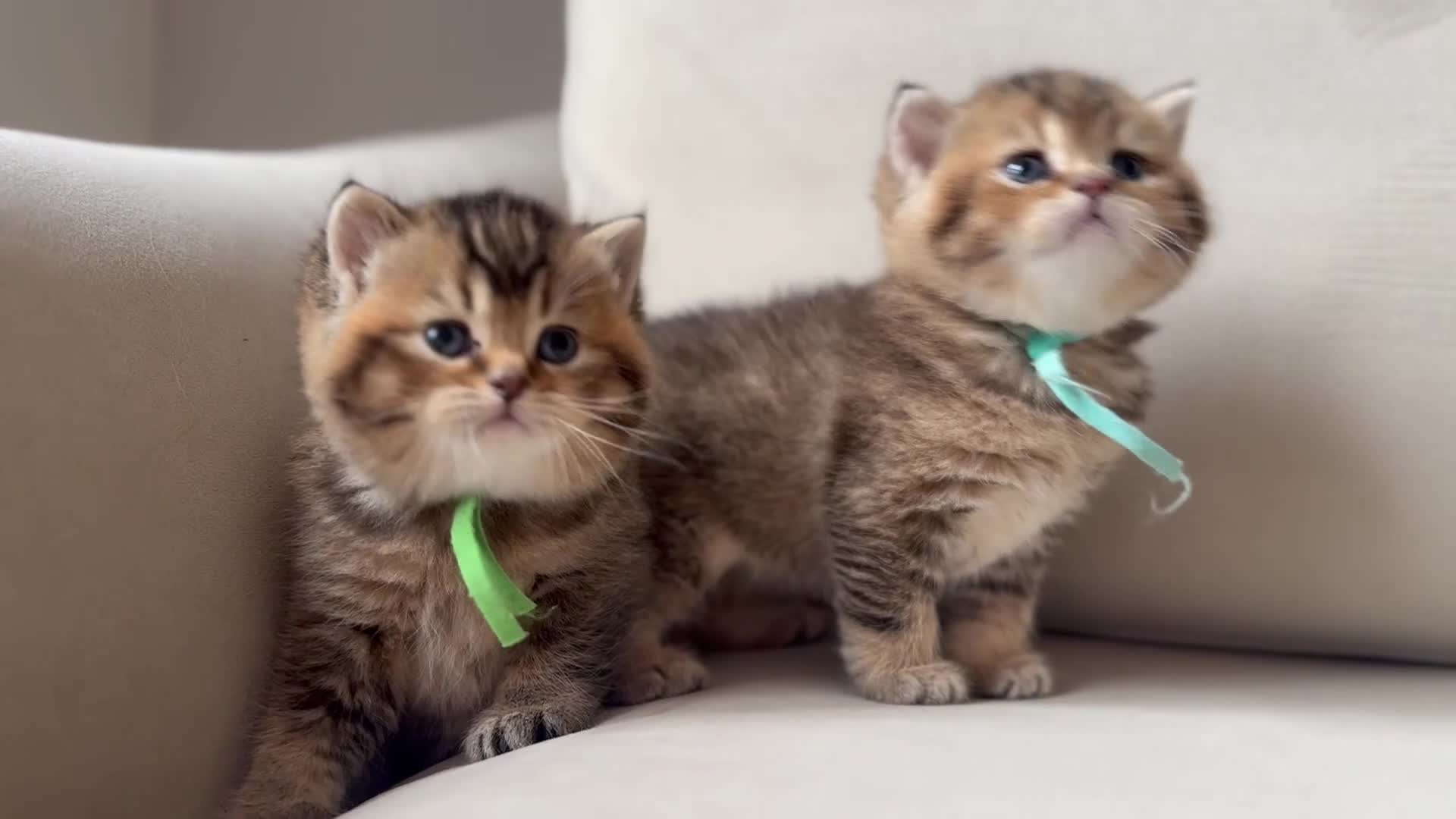 British Shorthair cats for sale: Unique  Golden kittens 🐾 - Video 4