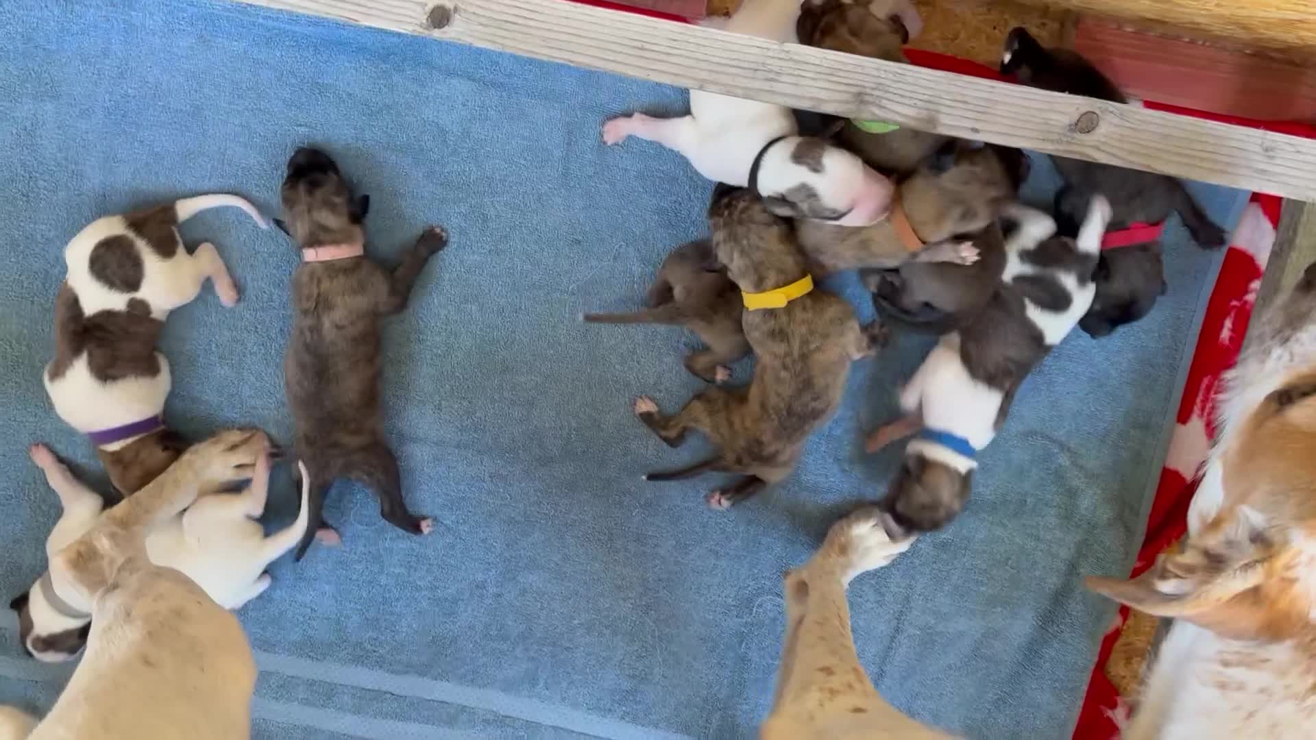 Lurcher dogs for sale: Litter of fabulous Lurchers - Video 2