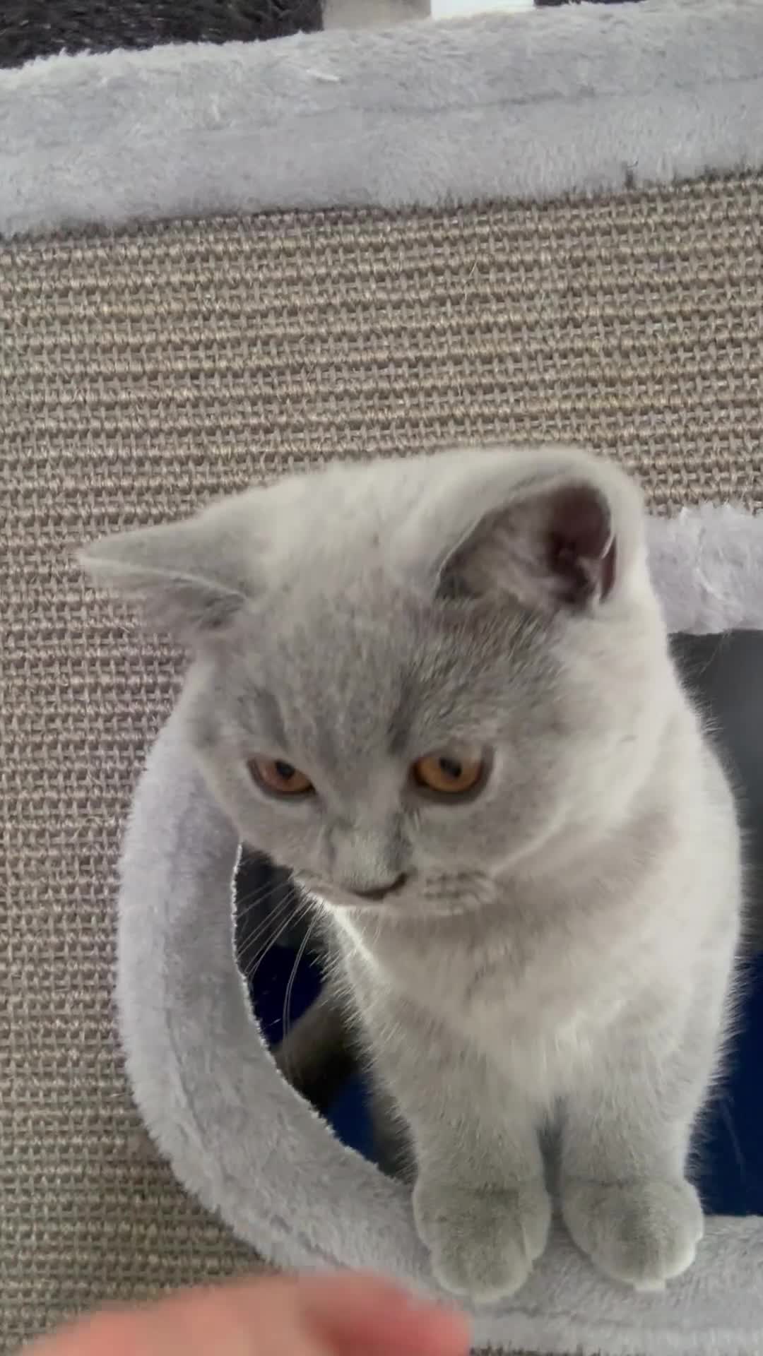 British Shorthair cats for sale: BSH kitten girls pedigree champion line - Video 2