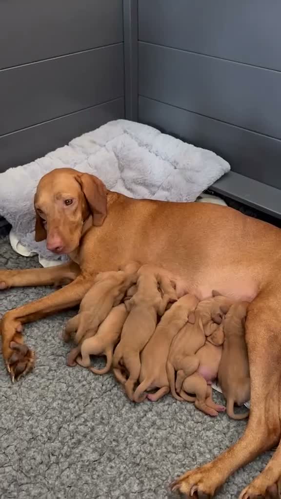 Hungarian Vizsla dogs for sale: Champion Bred Hungarian Vizsla Pups 0.9%COI KC Reg - Video 1