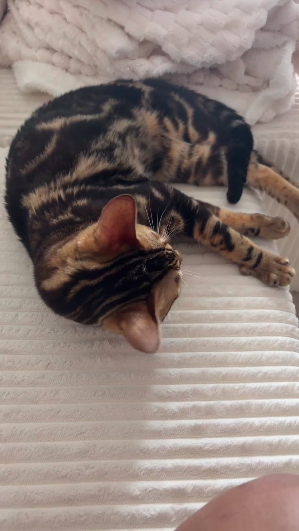 Bengal cats for sale: Marbel Bengal cat in Milton Keynes - Video 2