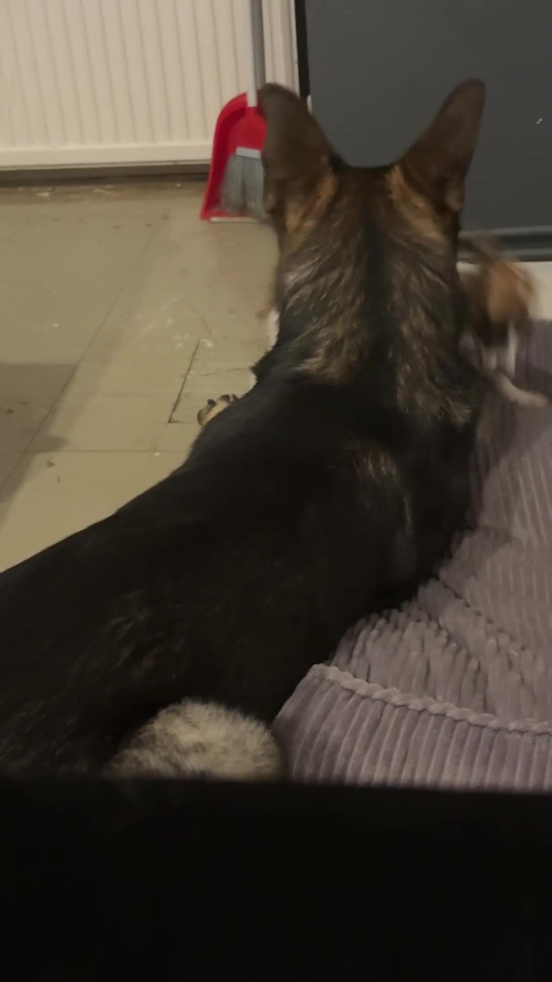 German Shepherd dogs for sale: German shepherd male - Video 2