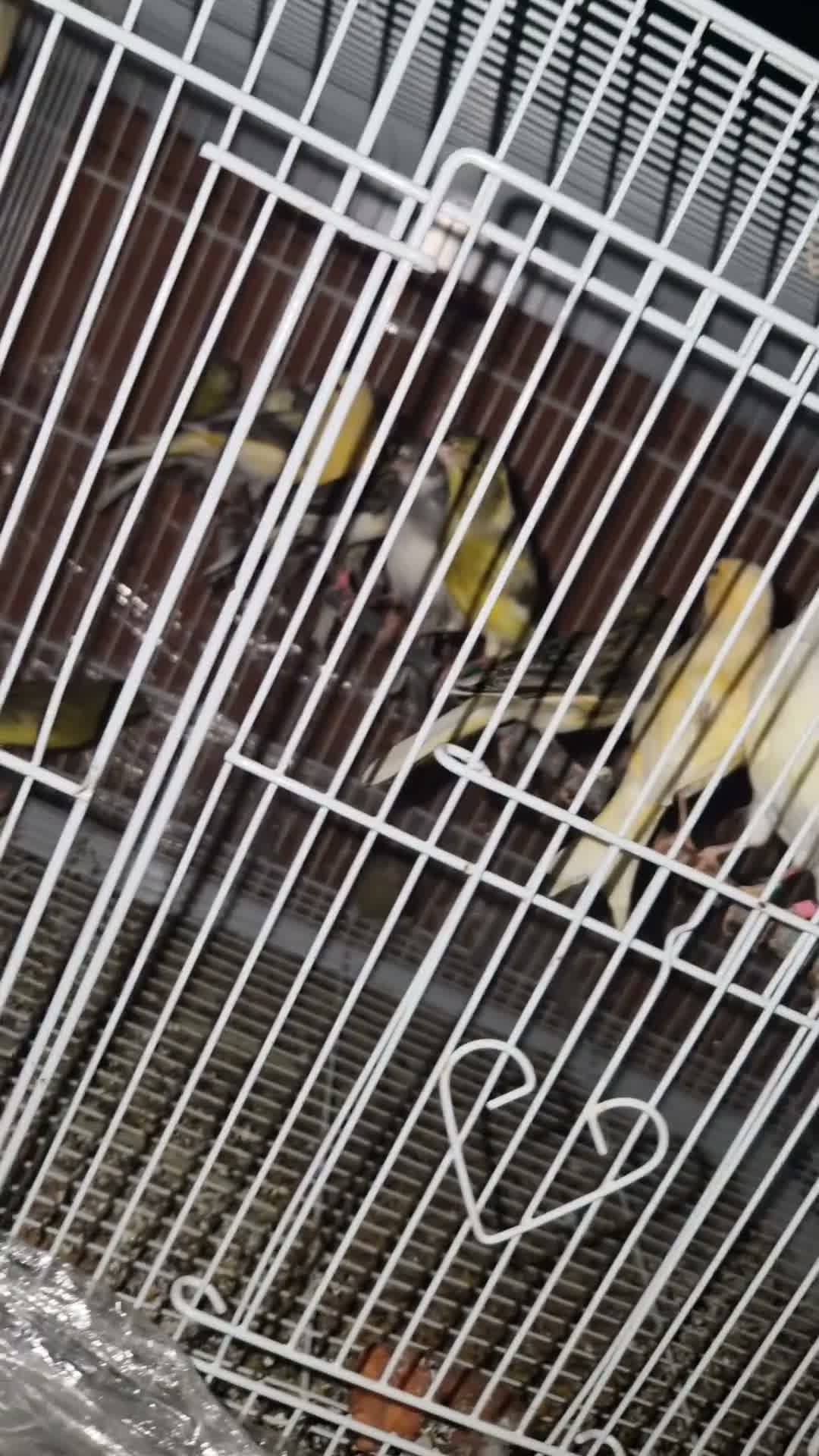 Canaries birds for sale: Pure spanish raza canerys  male and female  in Gosport - Video 1