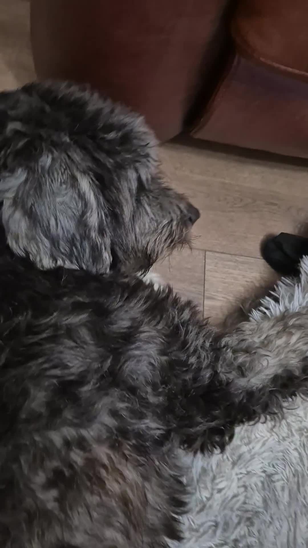 Mixed Breed dogs for sale: OES/ Golden Oldie Cross - Video 1