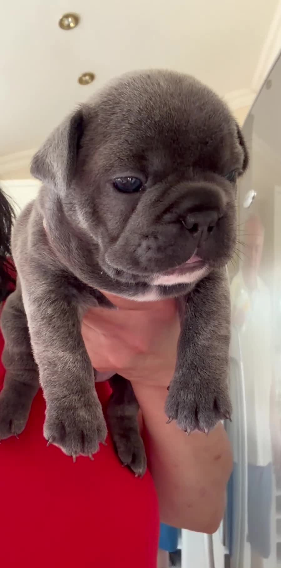 French Bulldog dogs for sale: French bulldog male - Video 2