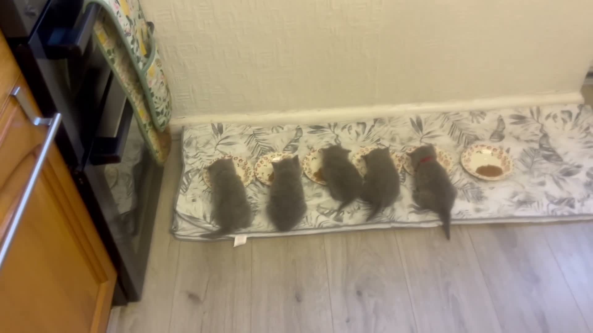 British Shorthair cats for sale: Summer’s Over, But Our Flowers Are Blooming 🌸 - Video 1