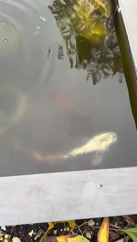 Koi Carp fish for sale: Koi fish and 2 orange fish - Video 1