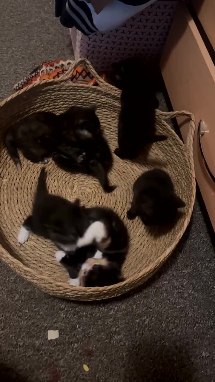 Domestic Shorthair cats for sale: Tuxedo Mum & 6 kittens home needed foster or 4ever - Video 1