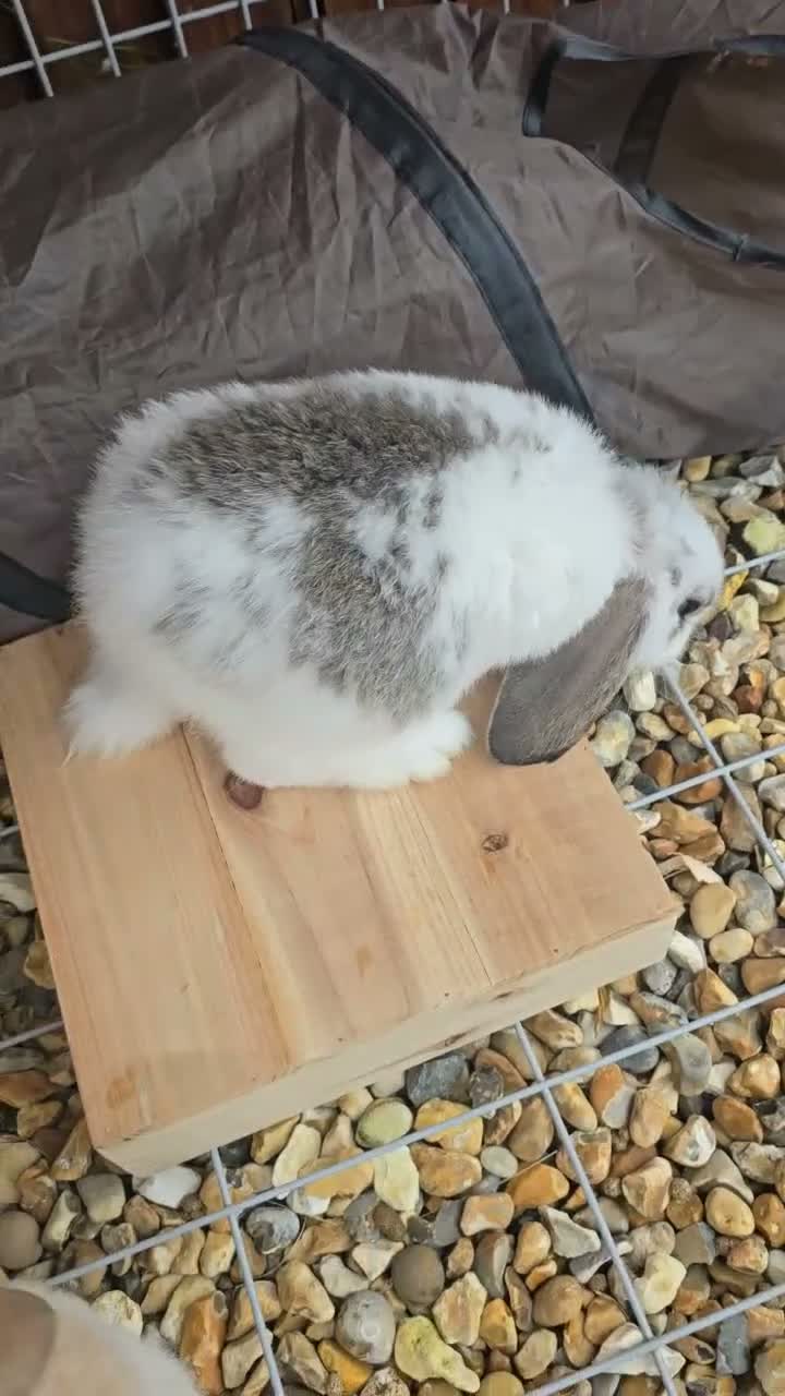 French Lop rabbits for sale: Giant french lop babies - Video 5
