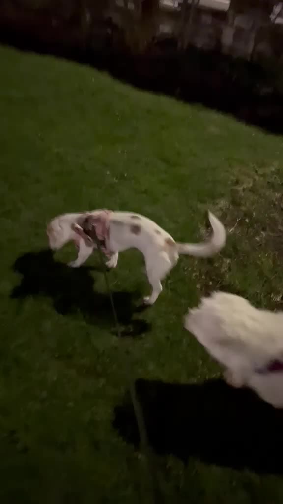 Maltese dogs for adoption: Frida – Spayed Maltese Girl Needs Home - Video 2