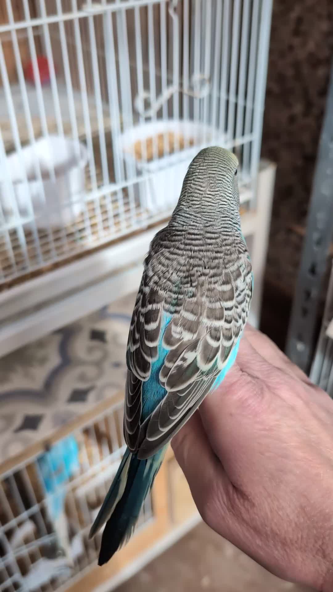 Budgerigars birds for sale: Hand tamed baby budgies for sale - Video 3
