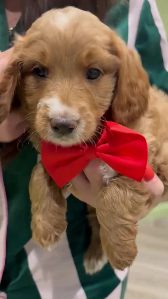 Goldendoodle dogs for sale: Golden doodles F2b L@@k reduced!!  - Video 4