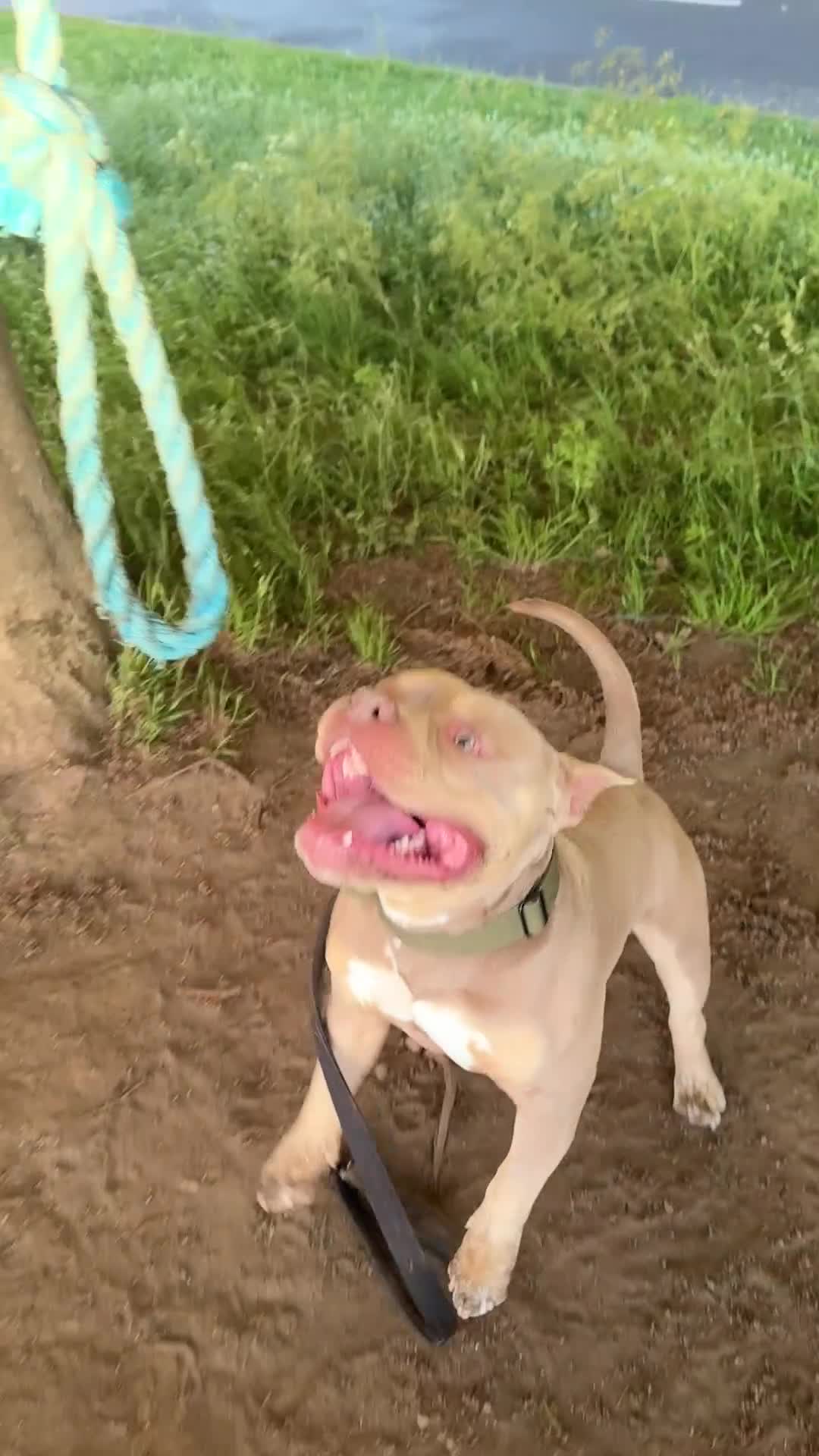 American Bully dogs for stud: 🐾BUGZY THE AMERICAN BULLY STUD🐾 - Video 1
