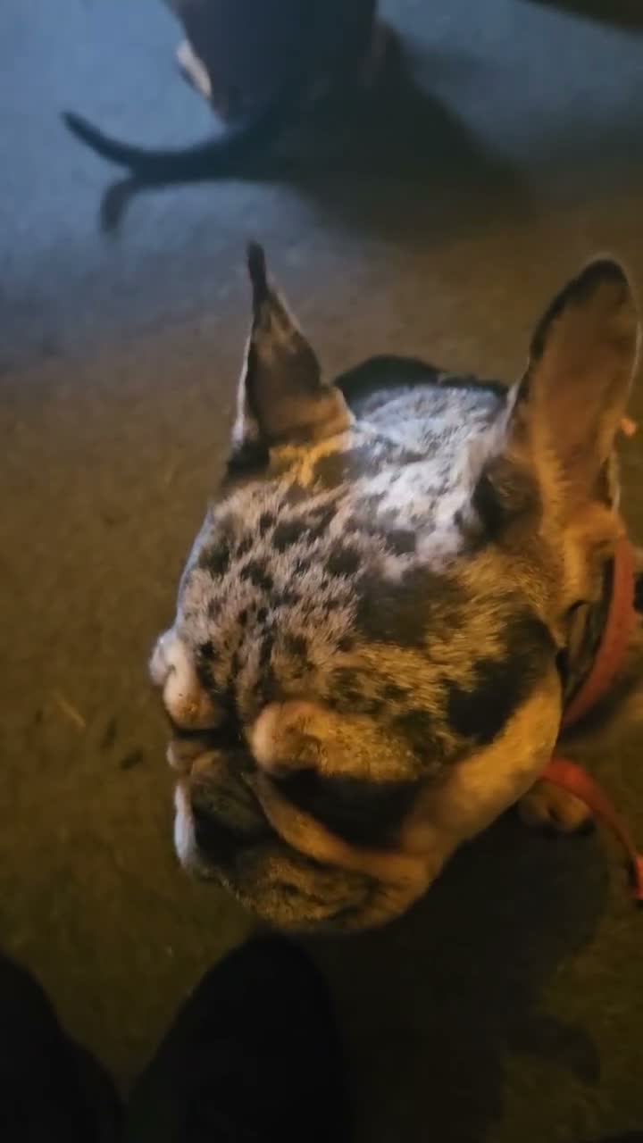 French Bulldog dogs for sale: Beautifull blue blood frenchie in Carnforth - Video 1