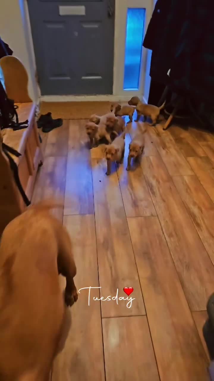 Labrador Retriever dogs for sale: Absolutely stunning kc registered fox red pups - Video 1