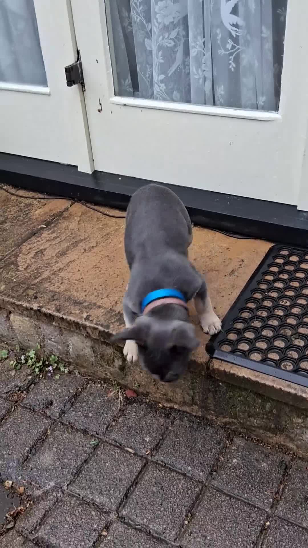 French Bulldog dogs for sale: Last French Bulldog Puppy in Ramsgate - Video 1