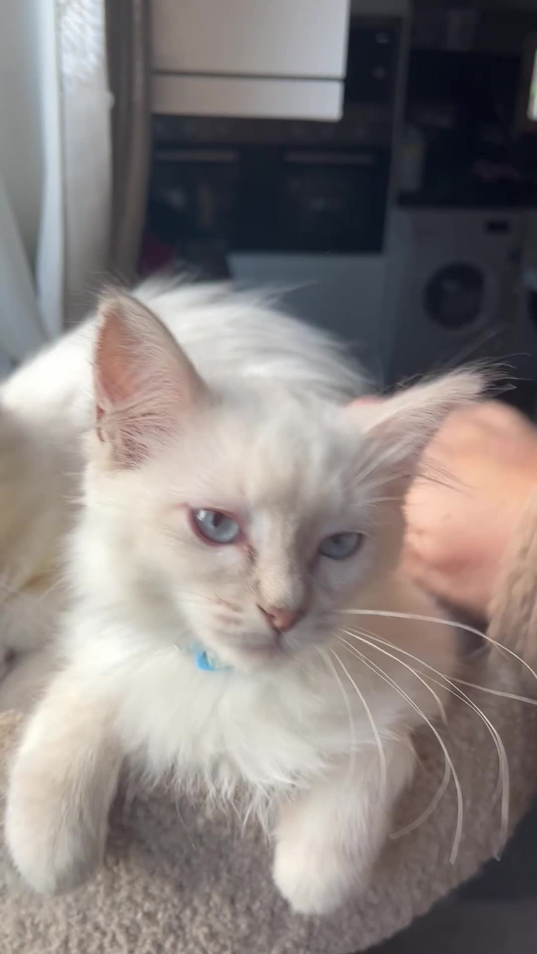 Ragdoll cats for sale: Gorgeous Tica Cherubim ragdoll kittens  - Video 1