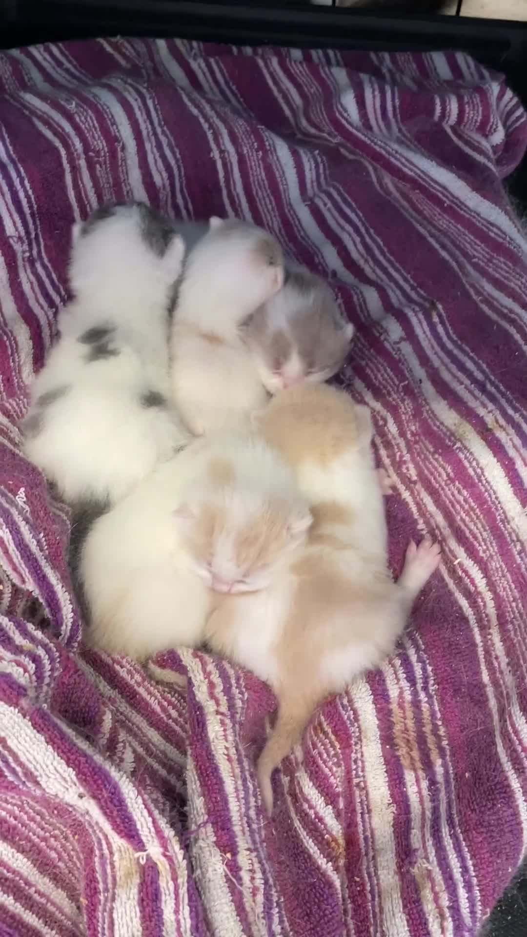 British Shorthair cats for sale: 5  Registered British Shorthair  in Manningtree - Video 1