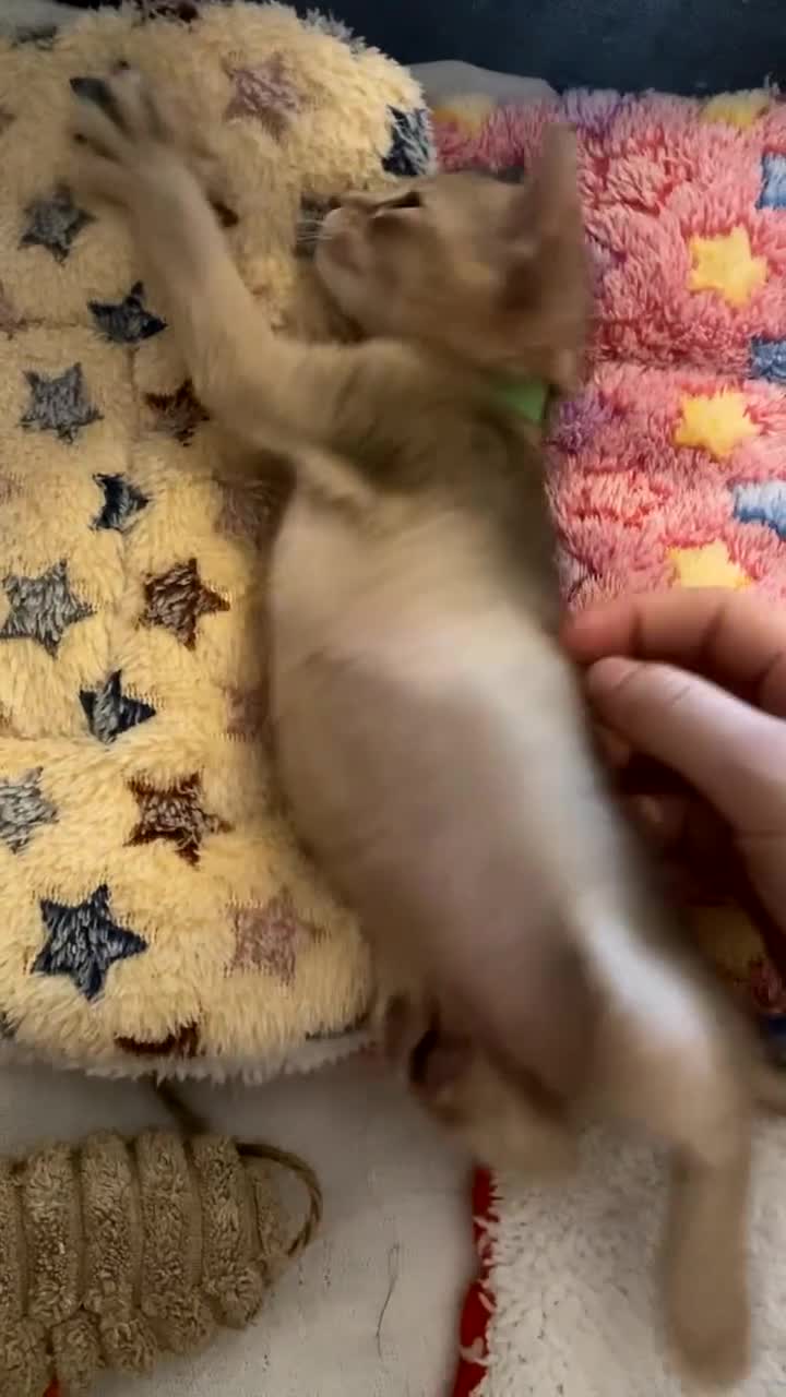 Abyssinian cats for sale: Abyssinian Kittens 🐾 - Video 2