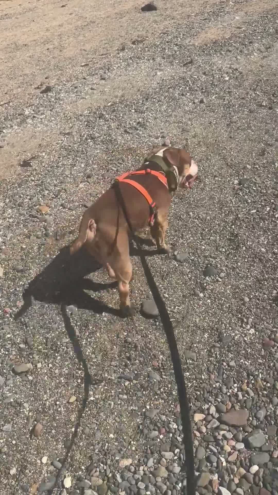 American Bully dogs for sale: Arlo - chocolate tri pocket bully🤎 - Video 1