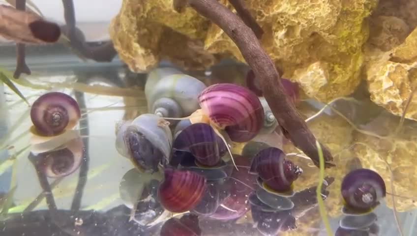 Snails invertebrates for sale: 3x Mystery Snails Mixed Colours, Can be posted in Bromyard - Video 1